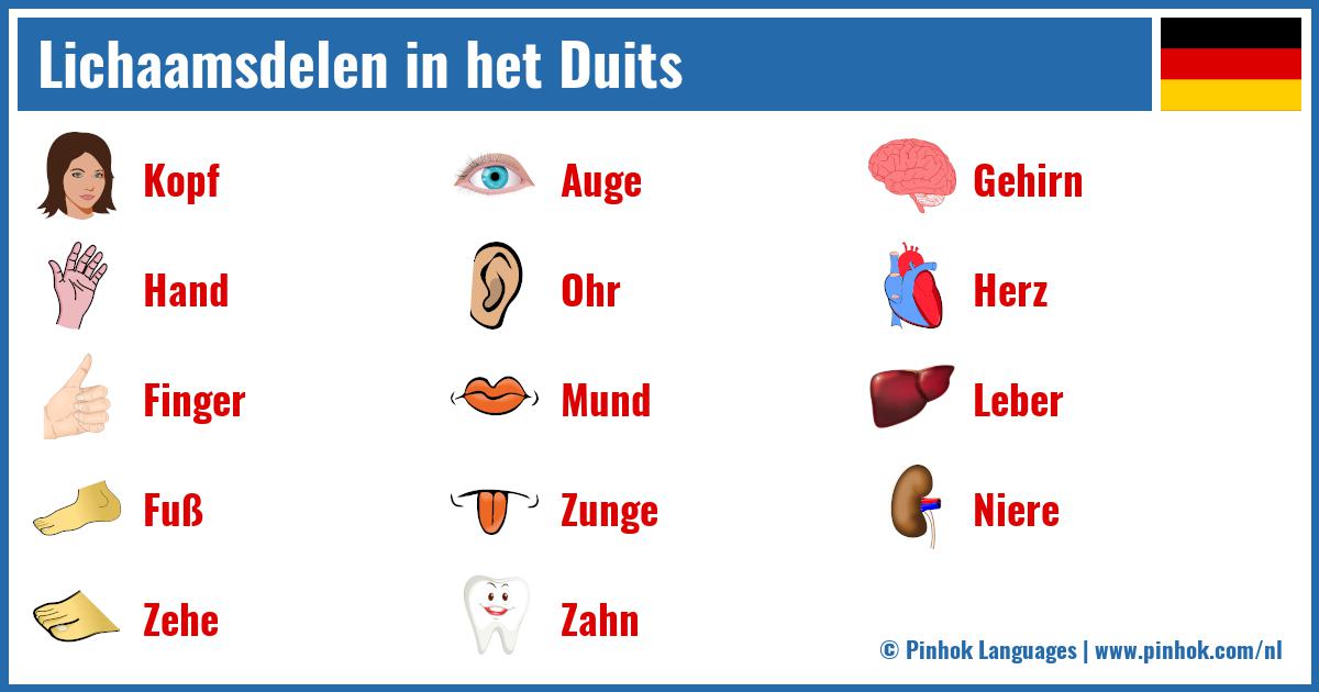 Lichaamsdelen in het Duits