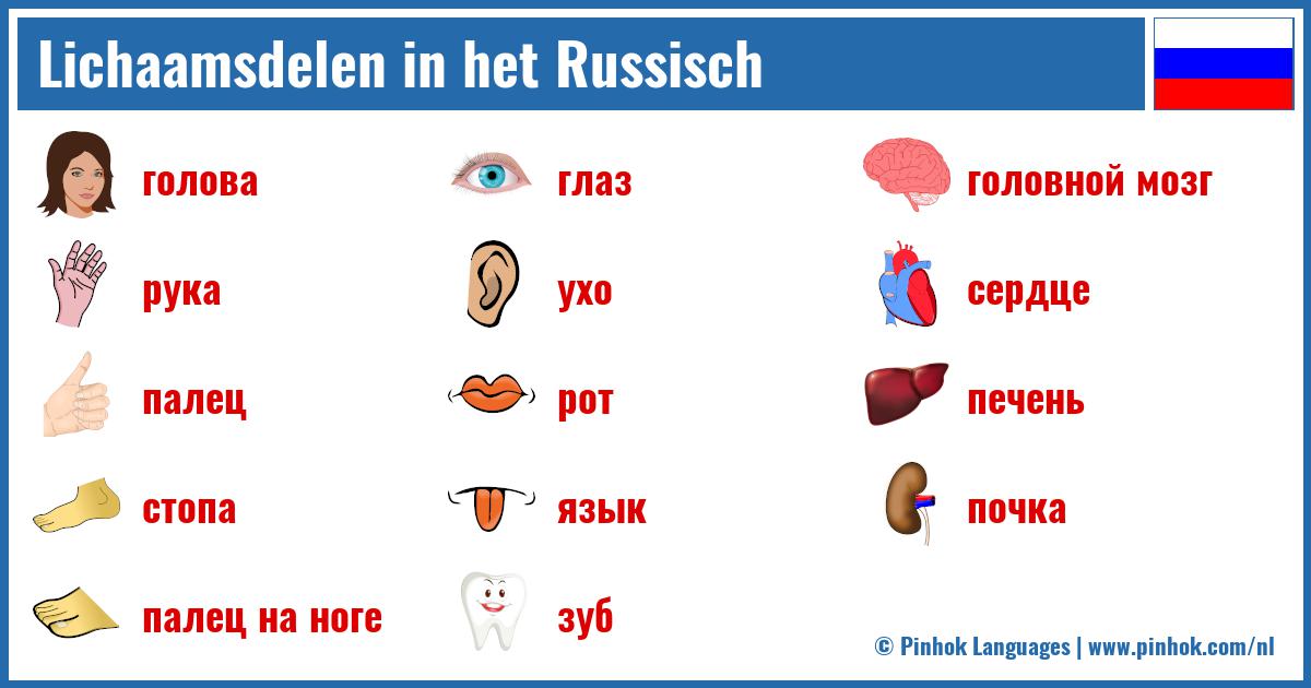 Lichaamsdelen in het Russisch