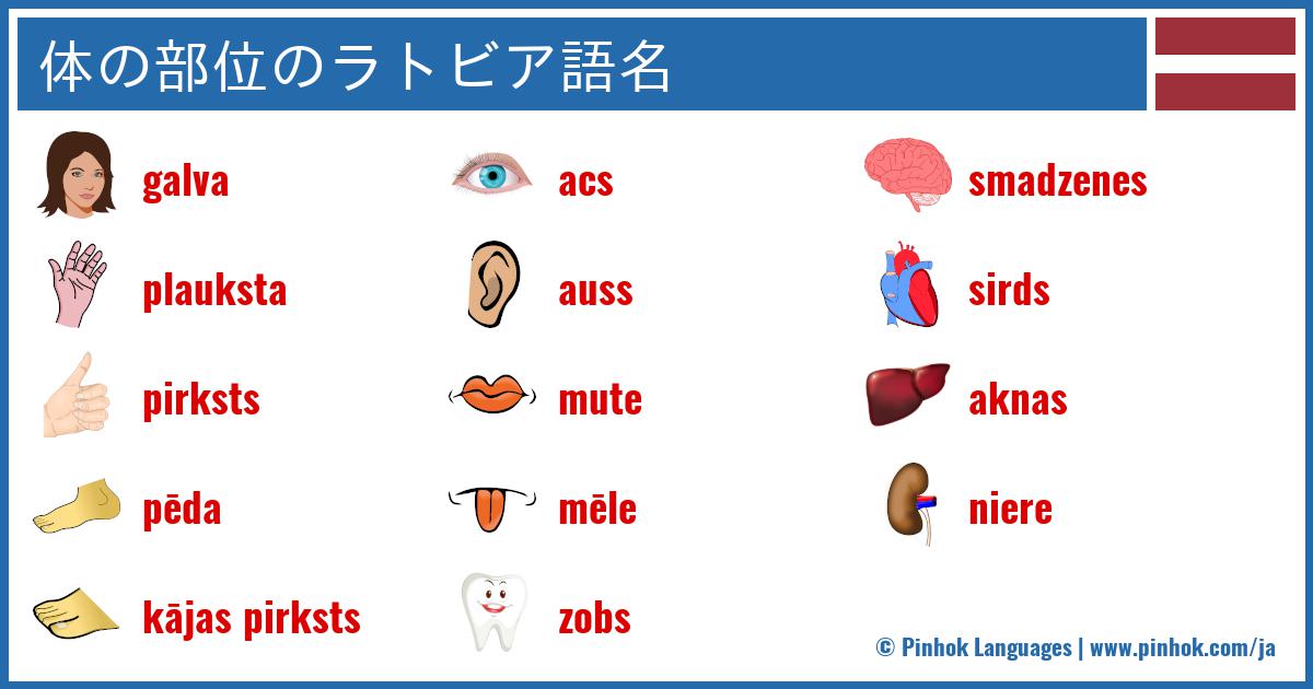 体の部位のラトビア語名