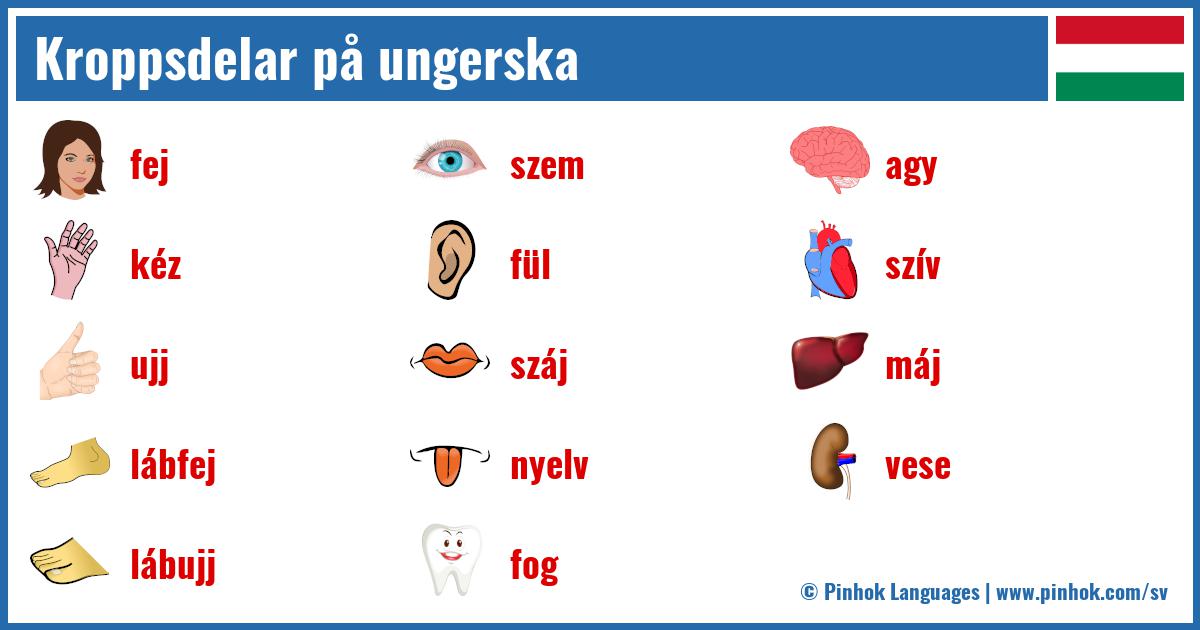 Kroppsdelar på ungerska